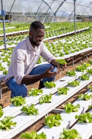 Man Inspecting Lettuce Seedlings in Sustainable Hydroponic Farm
