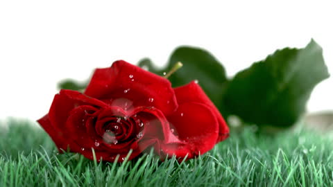 Red Rose Droplets Falling On Green Grass