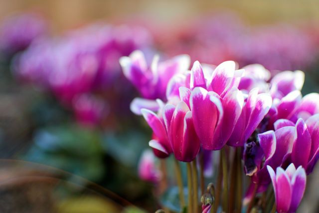 Vibrant pink cyclamen flowers blooming in a garden with a soft focus background create a vivid splash of color. Ideal for nature-related projects, garden themes, floral arrangements, seasonal greetings, or promoting gardening products. The image conveys freshness, beauty, and vitality, making it perfect for uplifting visuals and nature-inspired advertisements.