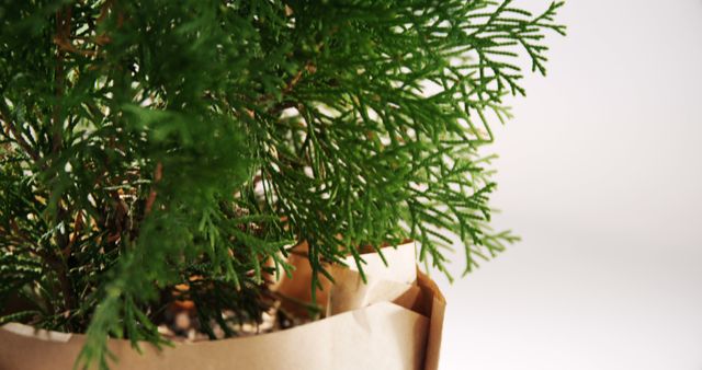 Fresh green plant in a paper bag, with copy space. It symbolizes eco-friendly shopping and sustainable living.
