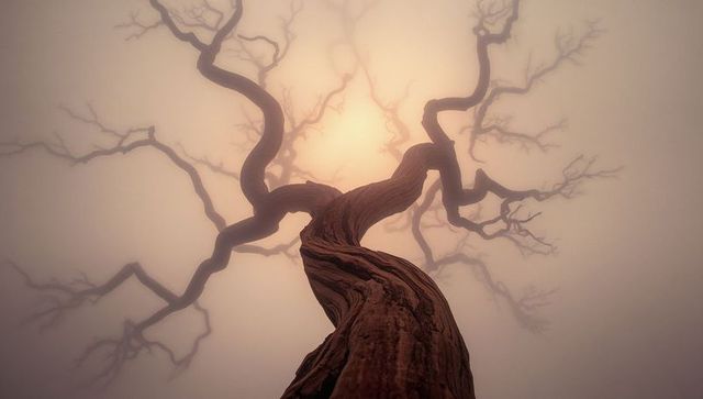 Twisting ancient tree in mystical fog: a surreal organic wonderland
