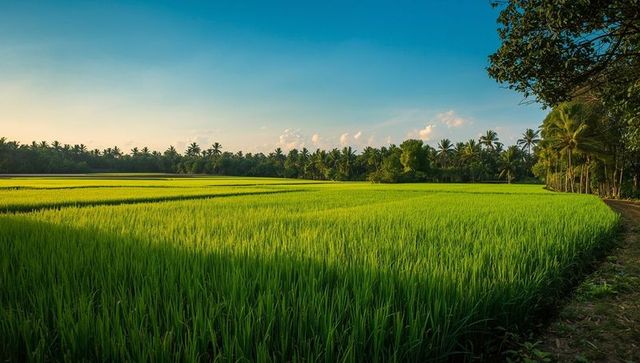 Lush Rice Paddy at Sunrise with Tropical Trees in Distance