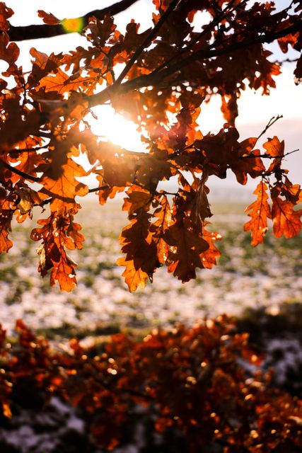 This image of autumn leaves on a tree branch backlit by sunlight is perfect for seasonal campaigns, nature articles, and backgrounds for fall-themed designs. The warm tones and natural lighting evoke a cozy, picturesque fall atmosphere.