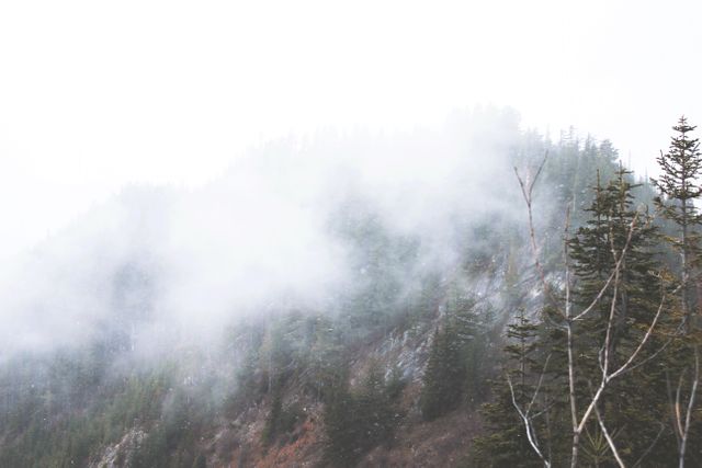 This scene features misty mountains partially obscured by dense fog with tall pine trees emerging through the haze. It conveys a feeling of tranquility and natural beauty, ideal for use in travel promotions, outdoor adventure campaigns, nature blogs, and calming backgrounds or wallpapers.
