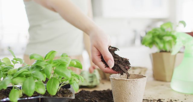 Person carefully planting basil seedlings in eco-friendly pots at home, demonstrating indoor gardening and sustainable practices. Perfect for illustrating home gardening, sustainable living, and indoor plant care. Useful for content on eco-friendly practices, gardening tutorials, and sustainable home projects.
