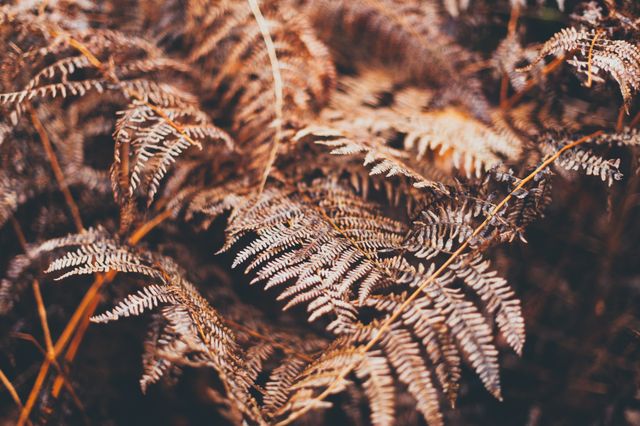 Detailed close-up of dry fern leaves highlighting intricate patterns and brown autumn hues. Perfect for nature-themed artwork, background design, seasonal decorations, and educational materials on plant life.
