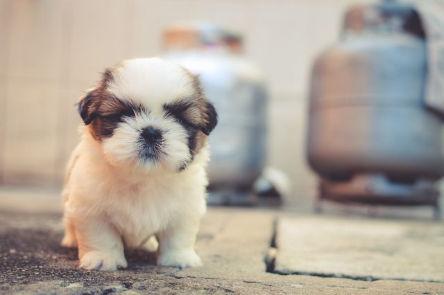 Adorable Shih Tzu puppy with fluffy white fur standing on the ground. The background includes a blurred view of some household items. This image is perfect for use in pet adoption campaigns, animal blogs, or advertisements for pet products and services. It conveys a sense of cuteness and warmth, making it ideal for social media posts and greeting cards.