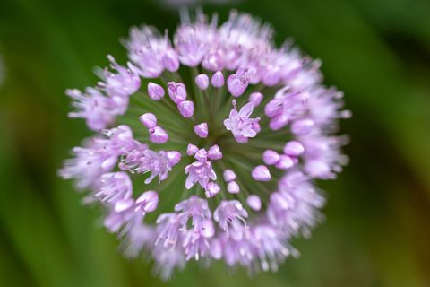 Purple allium blooming close-up showing spherical cluster of tiny star flowers