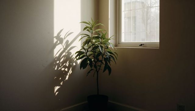 Sunlit potted plant casting crisp shadow on pale corner wall beside window grid