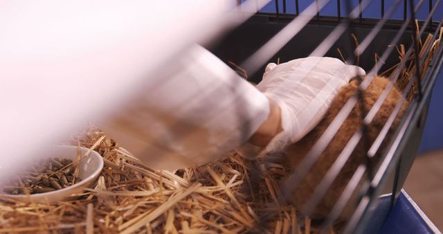 Veterinarian Carefully Petting Animal in Cage with Straw Bedding - Download Free Stock Images Pikwizard.com