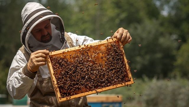 Beekeeper inspecting honeycomb frame full of bees at outdoor apiary