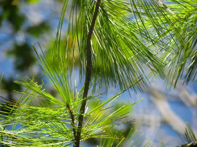 Green pine needles catching sunlight outdoors in close-up view. Ideal for nature-themed content, background images about forests or outdoor activities, environmental topics, and botanically focused designs.