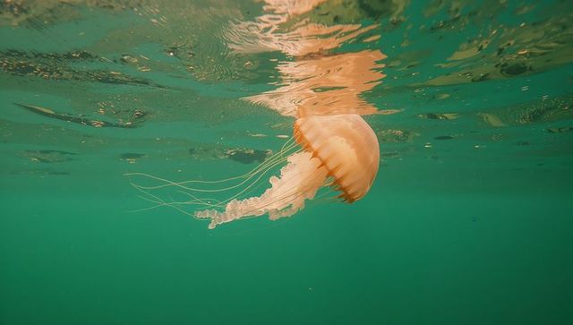 Orange Jellyfish Gliding Gracefully Underwater in Tranquil Blue Ocean