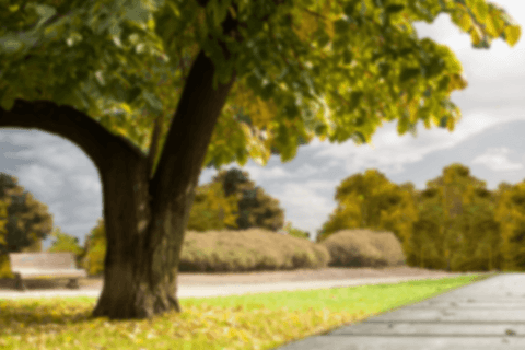 tranquil park scene with sunlit sidewalk and tree - Download Free Stock Videos Pikwizard.com