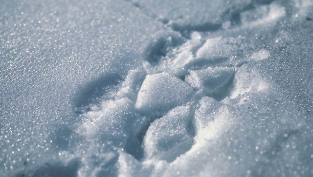 Shallow footprints crossing sparkling snow with ice crystal texture and shimmer