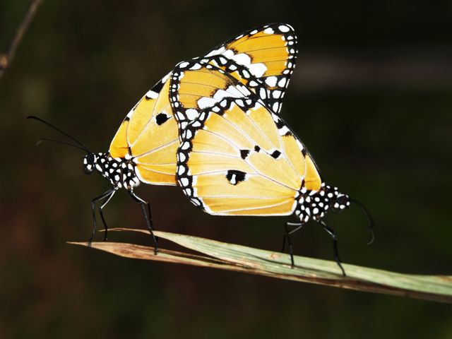 Yellow Black and White Monarch Butterfly - Download Free Stock Photos Pikwizard.com