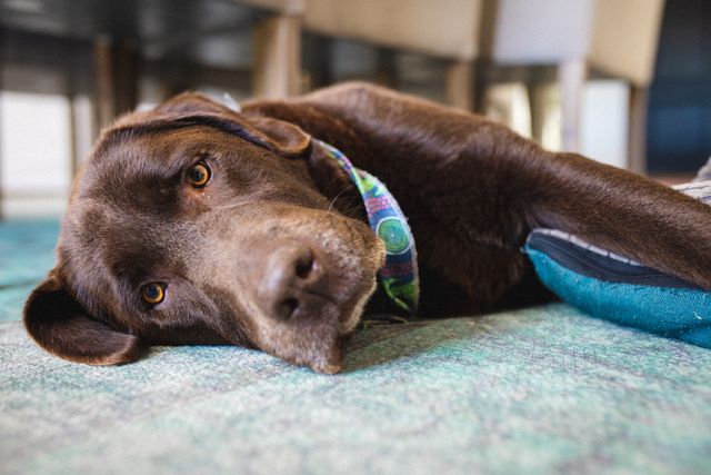 Brown dog laying down on floor in living room, looking relaxed and comfortable. Ideal for content related to pets, domestic life, home comfort, and animal care. Suitable for blogs, articles, and advertisements focusing on pet-friendly homes and pet care tips.