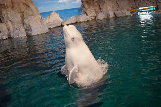 A beluga whale joyfully emerging from the water in an aquarium, with rock formations and a sky background. Ideal for educational content about marine life, use in aquarium advertisements, wildlife conservation materials, and travel brochures.