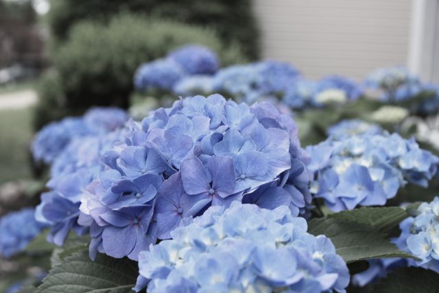 Blue hydrangeas blooming with vibrant petals, creating a lush and picturesque garden scene. This image is ideal for use in gardening catalogs, floral blogs, and nature-themed promotional materials.