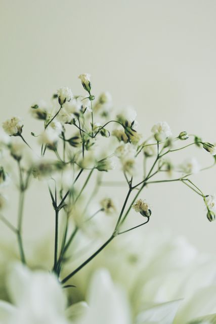 Baby's Breath flowers growing against soft, blurred background, ideal for use in floral arrangements, wedding decor, or nature-themed art projects. High-resolution. Perfect for adding a delicate, tranquil element to designs.