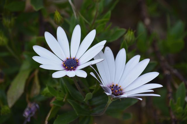 White daisies blooming beautifully amidst green foliage represent natural beauty and simplicity. Ideal for use in garden magazine covers, nature-themed blogs, inspirational quote backgrounds, and floral greeting cards.
