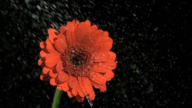 Red gerbera daisy under rain falling in super slow motion against a black background captures intricate water droplets and delicate petal details. Ideal for backgrounds, nature themes, floral designs, advertisements promoting freshness, or wellness content.