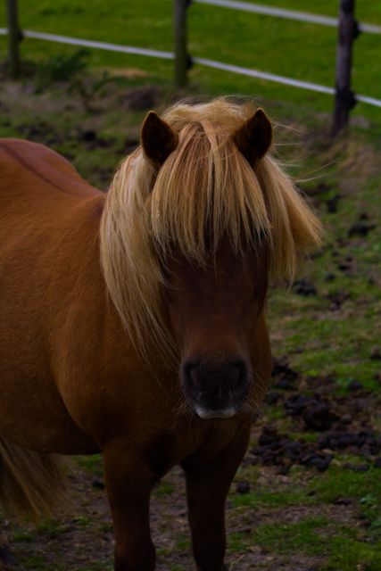 Brown Shetland pony standing on green pasture with wooden fence in background. Perfect for agricultural websites, animal conservation posts, rural lifestyle blogs, educational resources on farm animals, and horse enthusiast magazines.