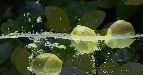 Yellow lemons floating and splashing at waterline with bubbles and garden foliage