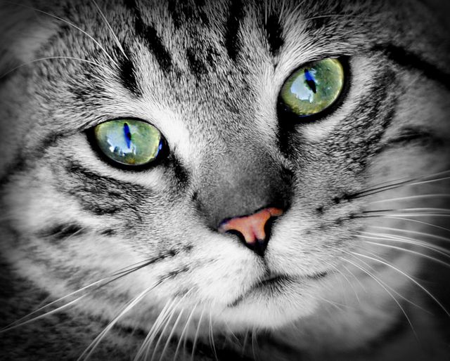 Close-up capturing a tabby cat with mesmerizing green eyes and a contrasting pink nose. The detailed shot emphasizes the cat's whiskers and the texture of its fur, combined with a black and white background. Ideal for use in pet-related content, feline appreciation blogs, animal care websites, and as a decorative piece in nature or animal-themed spaces.