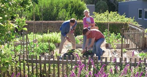 Family gardening together in backyard raised beds planting vegetables and herbs