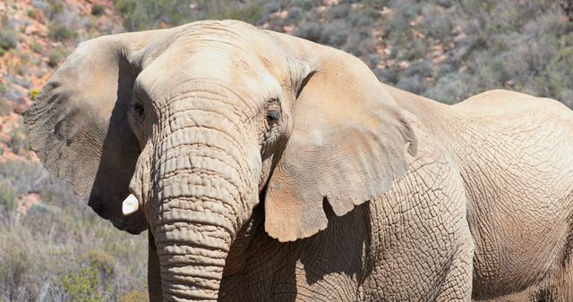 An African elephant stands prominently in its natural habitat, showcasing its impressive size and textured skin. Its tusks and large ears are characteristic features of this majestic species.