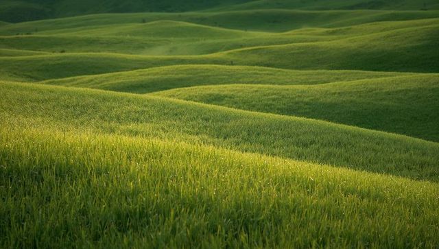 Rolling Green Hills With Dew-Kissed Grass Bathing in Soft Sunlight Across Pastoral Meadow