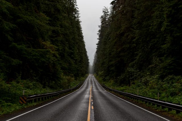 Long Road Through Dense Forest on Rainy Day - Download Free Stock Photos Pikwizard.com