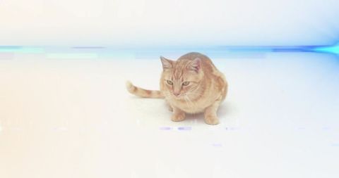 Ginger tabby cat sitting on high-key white floor with blue-purple light streak and glow