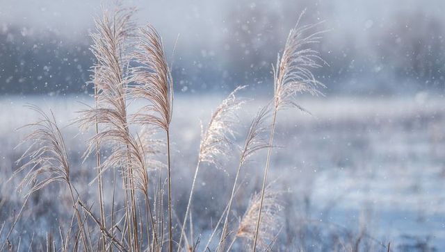 Glowing winter reed plumes shimmering with frost and falling snow in frozen meadow