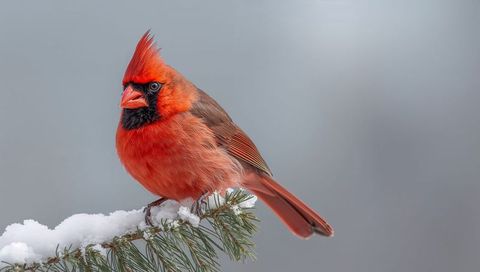 Male northern cardinal perching on snowy pine branch showing vivid red plumage