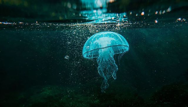 Enigmatic Jellyfish Floating Gracefully underwater