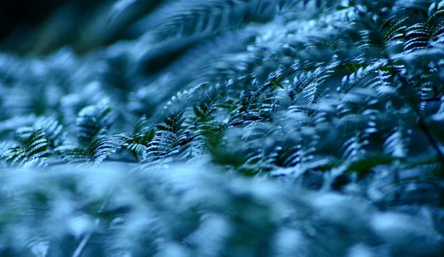 Close-up view of fern leaves in a dense forest with a blue filter adding an ethereal touch. Ideal for use in environmental campaigns, nature photography portfolios, tranquil scene posters, and foliage-themed backgrounds.