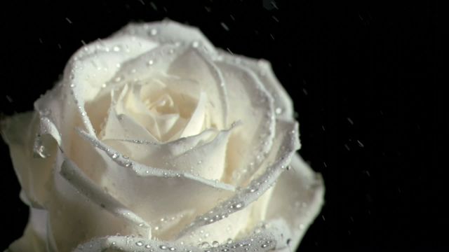 This image captures the delicate elegance of a white rose adorned with water droplets in slow motion against a black backdrop. Ideal for use in design projects that focus on purity, freshness, or the beauty of nature. Suitable for advertisements, floral brochures, or meditative content promoting relaxation and peace.