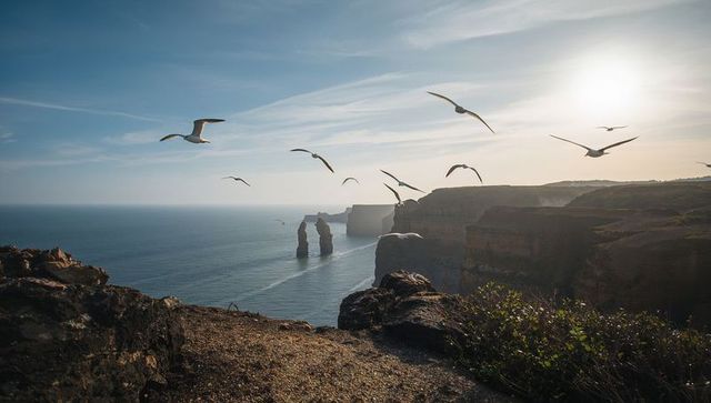 Soaring seagulls over sunlit sea stacks and dramatic coastal cliffs at golden hour