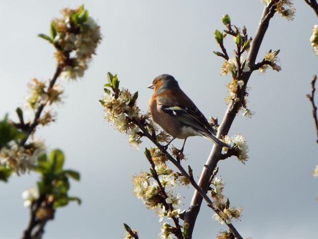 Chaffinch perching on blossoming branch in springtime, surrounded by white flowers. This image captures the beauty of nature and wildlife during spring. Ideal for nature-themed websites, wildlife photography, gardening publications, and educational materials on birds and botany.