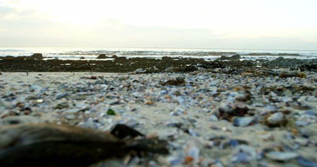 Seashells and Rocks on Quiet Sandy Beach at Dawn - Download Free Stock Images Pikwizard.com