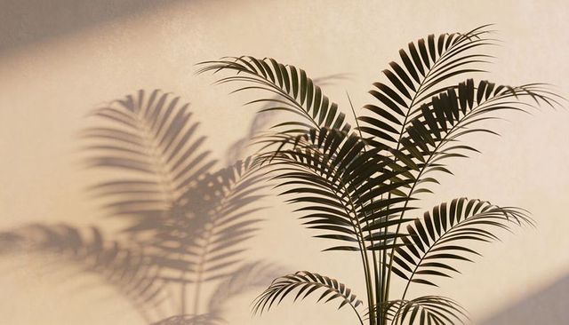 Sunlit feather palm casting layered frond shadow on warm beige wall