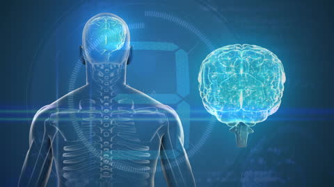 Digital Anatomy Visualization with Brain and Skeleton Illustration