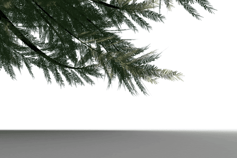 Festive Pine Branches on Transparent Background - Download Free Stock Videos Pikwizard.com