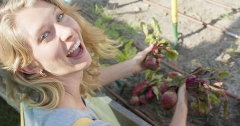Smiling Woman Harvesting Fresh Beetroots in Garden