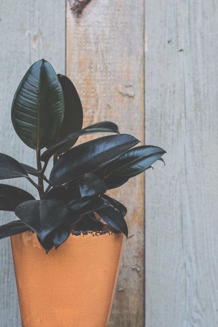 Potted rubber plant with dark green leaves set against a rustic wooden background. Ideal for use in blogs or websites about gardening, home decor, or plant care. Perfect for promoting a minimalist and natural aesthetic or for designing interior decor magazines and ads.