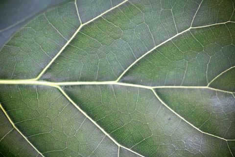 Macro green leaf vein network revealing intricate texture and organic geometric pattern