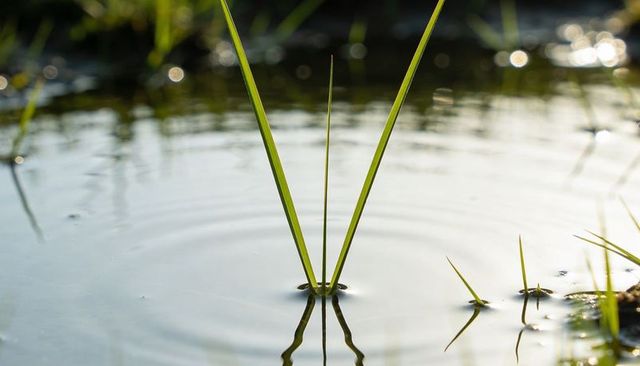 Three grass blades emerging from pond water creating ripples and soft golden bokeh