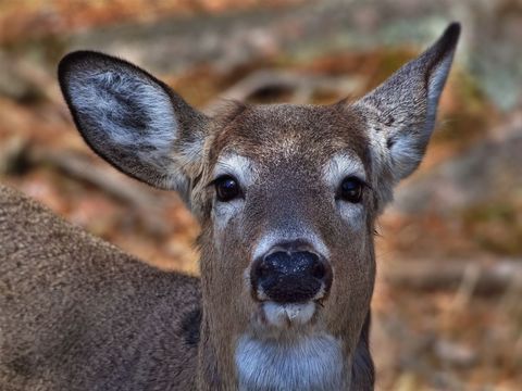 Close-up Portrait of Deer in Autumn Forest